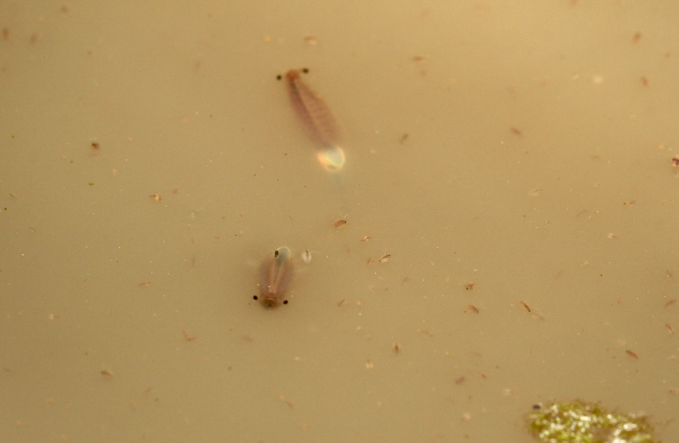 Branchipus schaefferi