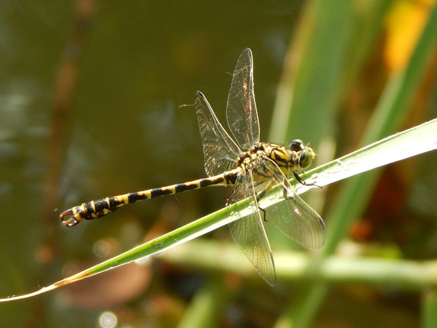 Onychogomphus forcipatus - gyűrűs folyami-szitakötő