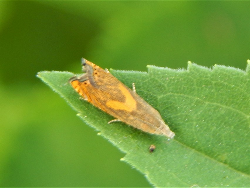 Dichrorampha