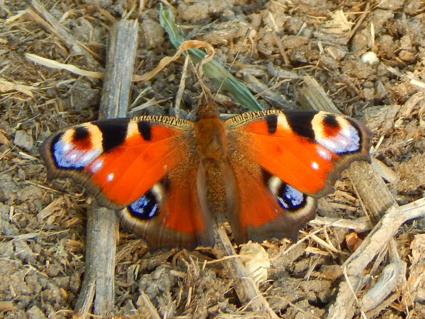 Nymphalis io - nappali pávaszem