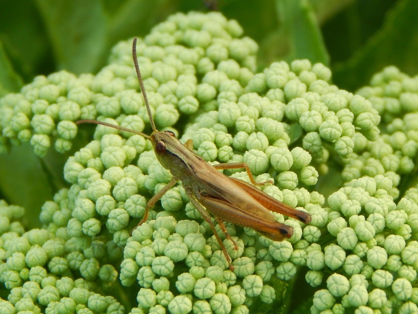 Pseudochorthippus parallelus - közönséges rétisáska