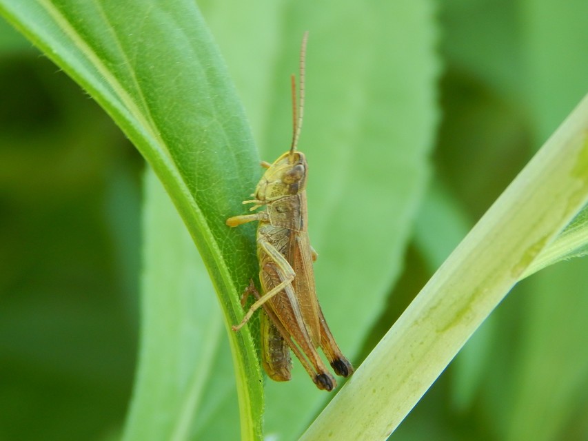 Pseudochorthippus parallelus - közönséges rétisáska