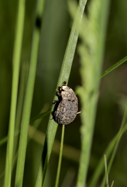 Trox sabulosus - közönséges irhabogár