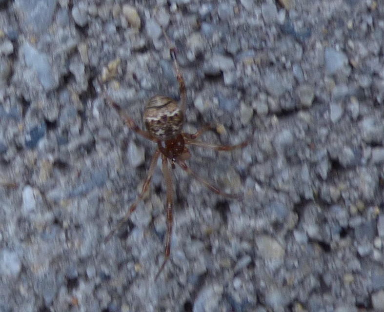 Parasteatoda