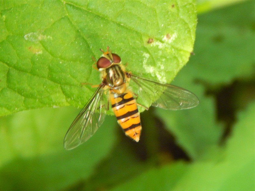 Episyrphus balteatus - ékfoltos zengőlégy