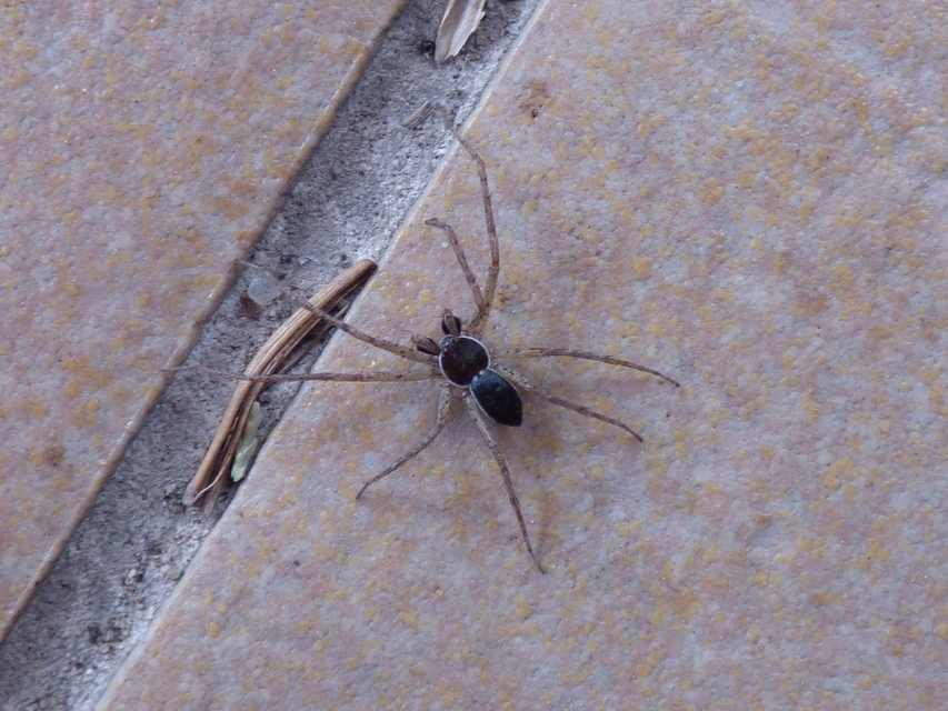 Philodromus dispar - lomb karolópók