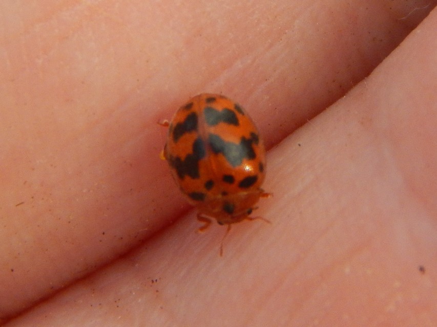 Subcoccinella vigintiquatuorpunctata - lucernaböde