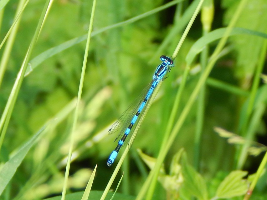 Coenagrion ornatum - díszes légivadász