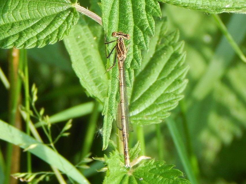 Platycnemis pennipes - széleslábú szitakötő