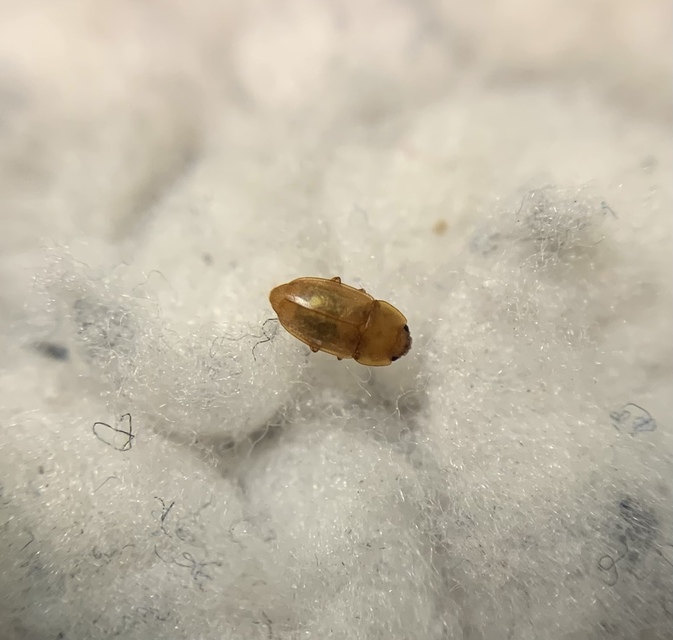 Epuraea unicolor - széleslábú fénybogár Epuraea unicolor - széleslábú fénybogár