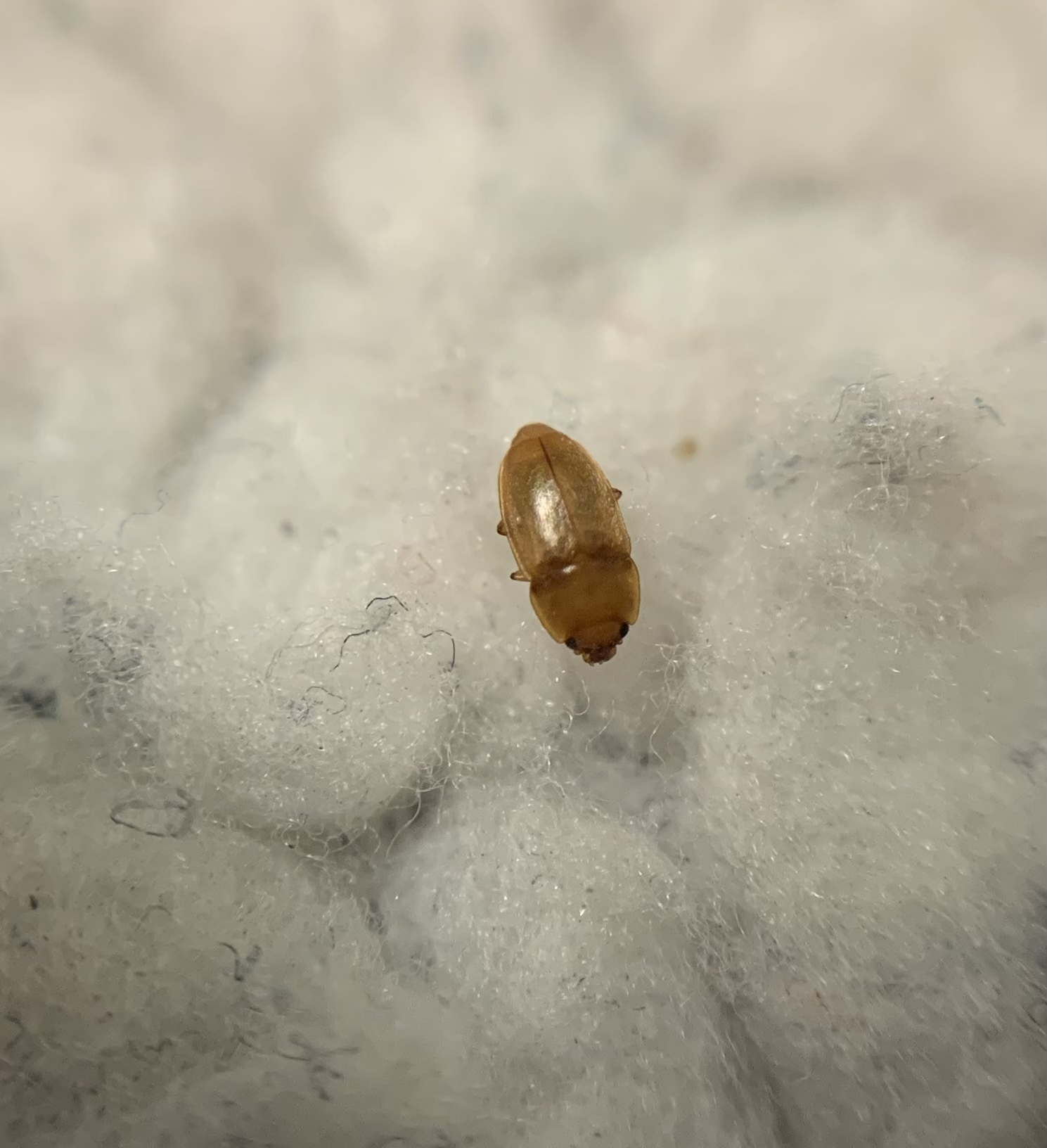 Epuraea unicolor - széleslábú fénybogár