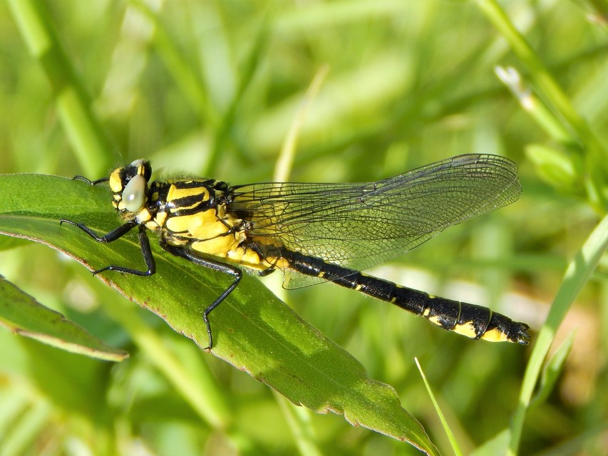 Gomphus vulgatissimus - feketelábú folyami-szitakötő