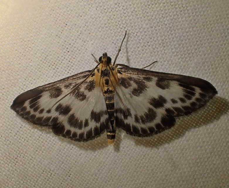 Anania hortulata - tarka csalánmoly