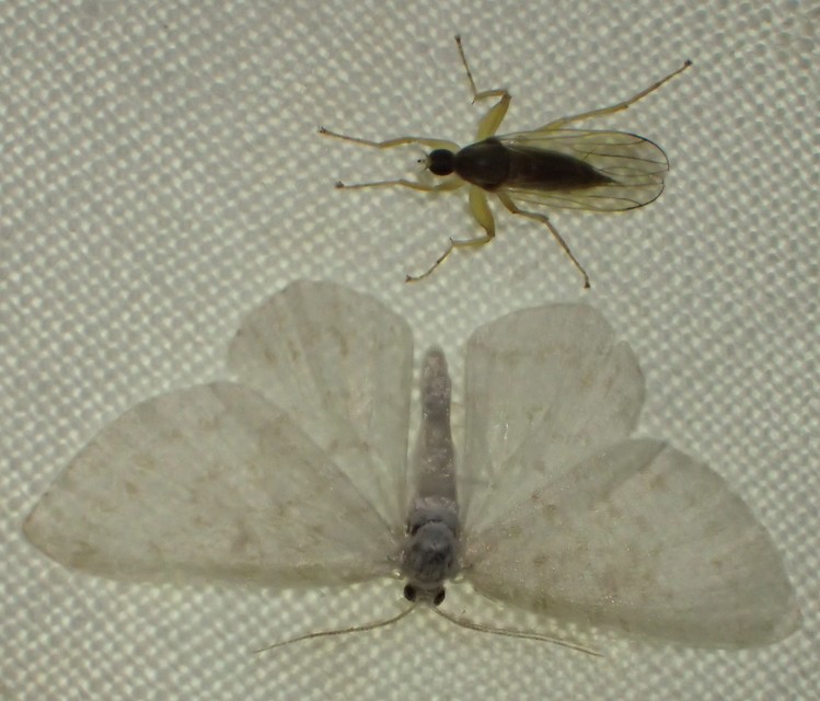Asthena albulata - gyertyán-fehéraraszoló