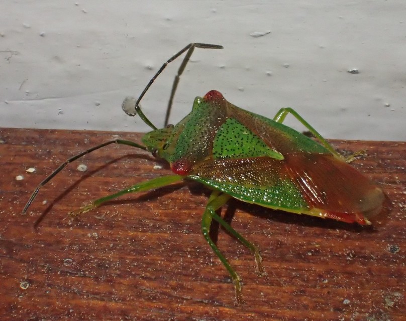 Acanthosoma haemorrhoidale - nagy dajkapoloska Acanthosoma haemorrhoidale - nagy dajkapoloska