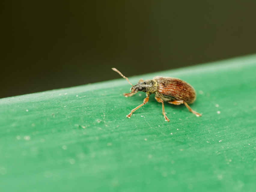 Phyllobius oblongus - közönséges levélormányos