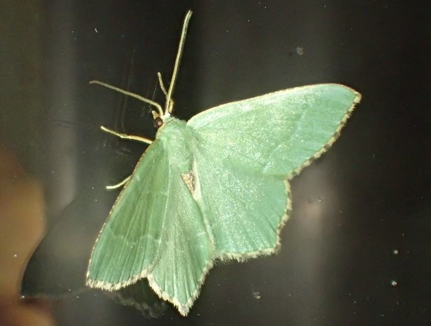 Hemithea aestivaria - nyír-zöldaraszoló