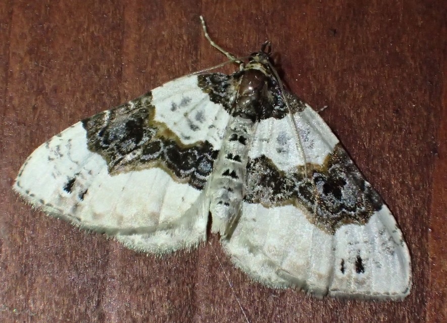 Cosmorhoe ocellata - szemes galajaraszoló