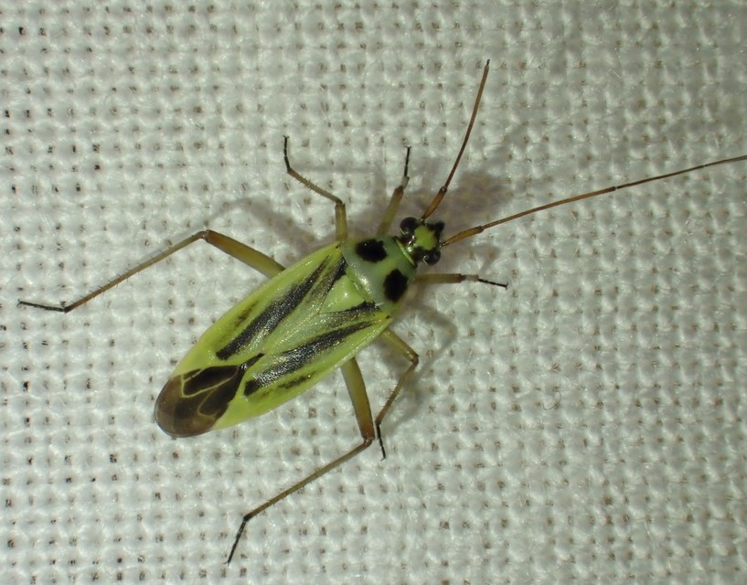 Stenotus binotatus - kétfoltos mezeipoloska