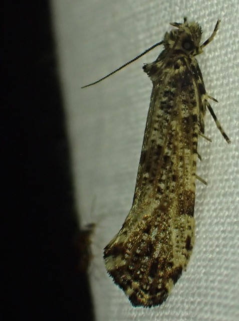 Morophaga choragella - közönséges óriásmoly