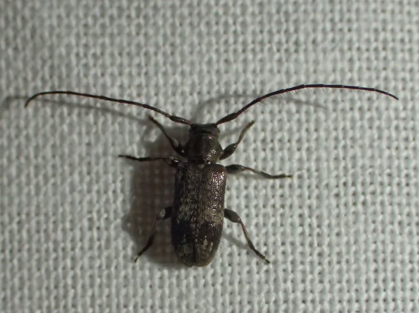 Exocentrus adspersus - tölgyfa-rőzsecincér