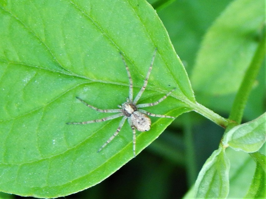 Philodromus