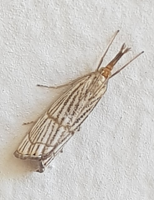 Chrysocrambus linetella - déli fűgyökérmoly
