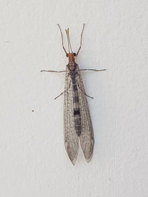 Megistopus flavicornis - kétfoltos hangyaleső