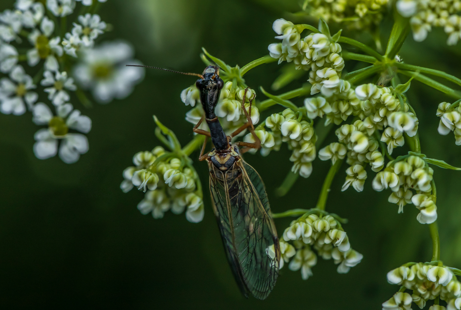 Raphidioptera - Tevenyakú-fátyolkák