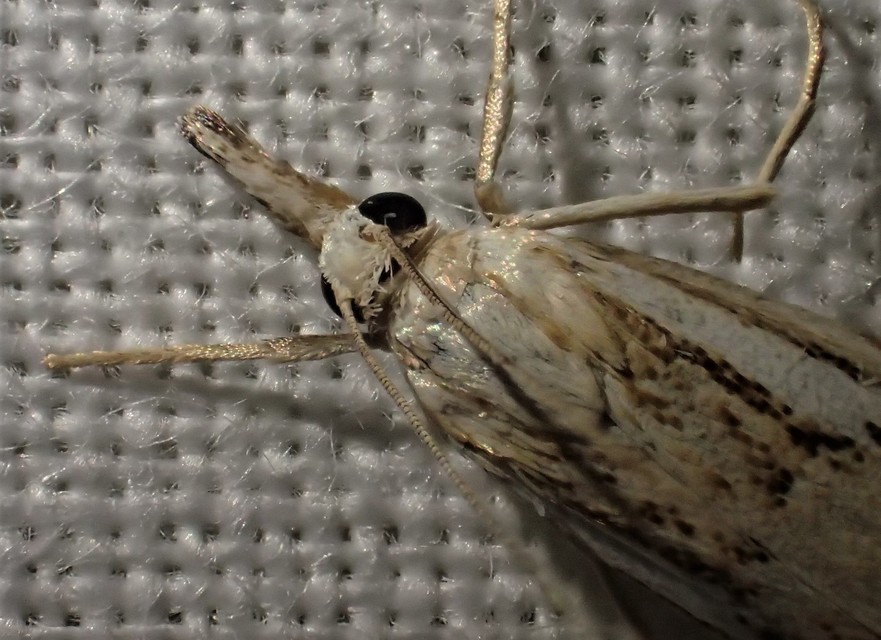 Catoptria falsella - hálós fűgyökérmoly
