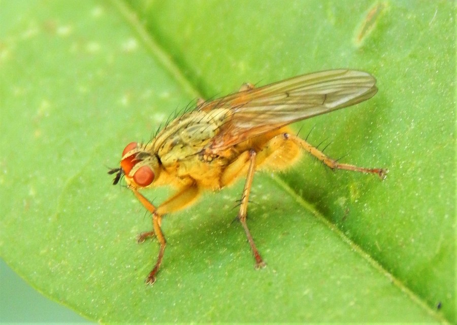 Scathophaga stercoraria - közönséges trágyalégy