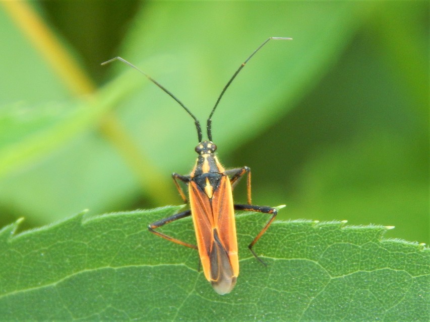 Leptopterna dolabrata - közönséges mezeipoloska