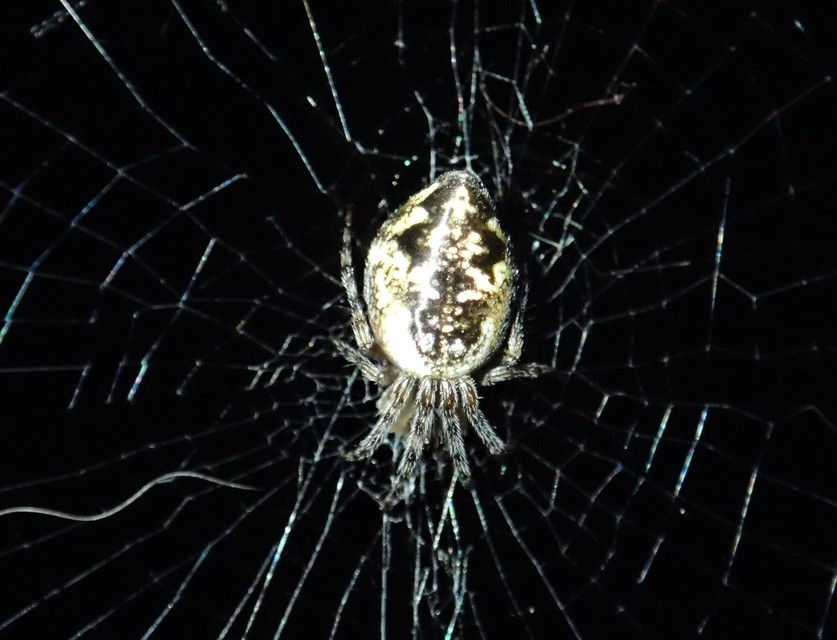 Cyclosa conica - csúcsos keresztespók