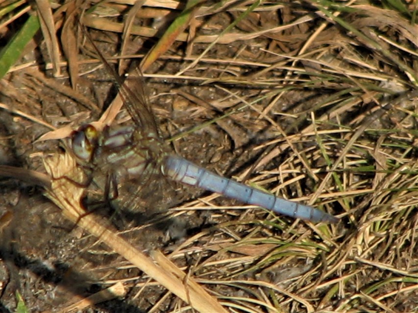 Orthetrum brunneum - pataki pásztorszitakötő