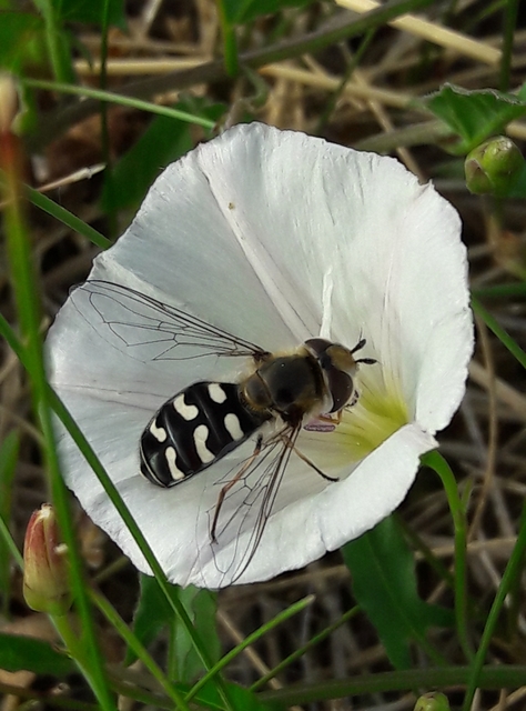 Scaeva pyrastri - gyakori nagyhomlokúlégy