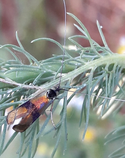 Nemophora