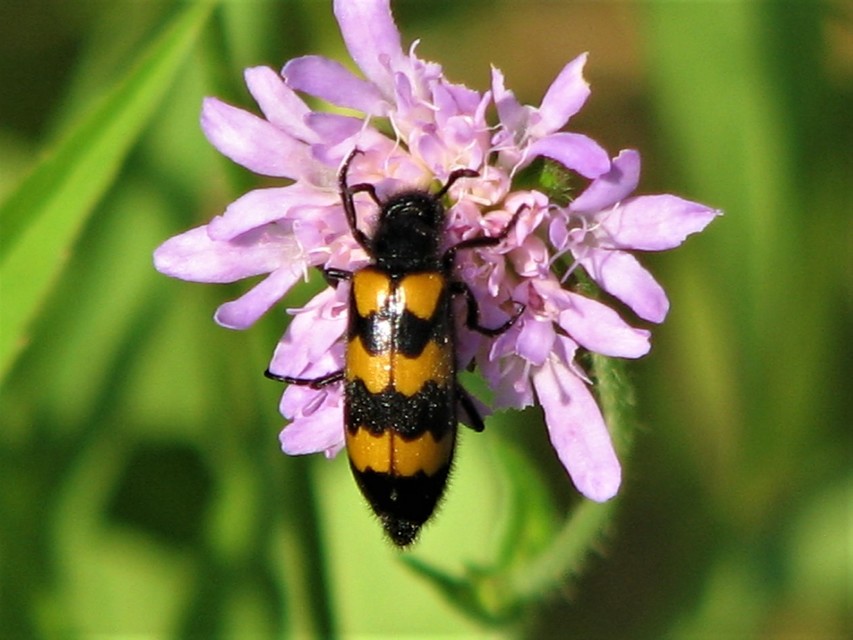 Mylabris variabilis - szalagos hólyaghúzó Mylabris variabilis - szalagos hólyaghúzó
