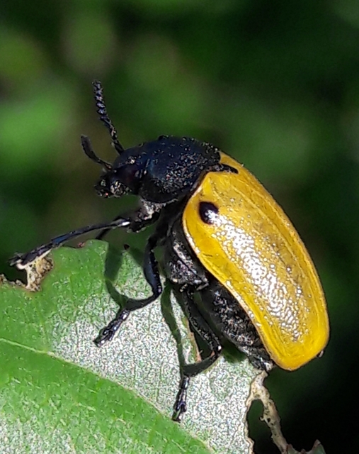 Labidostomis