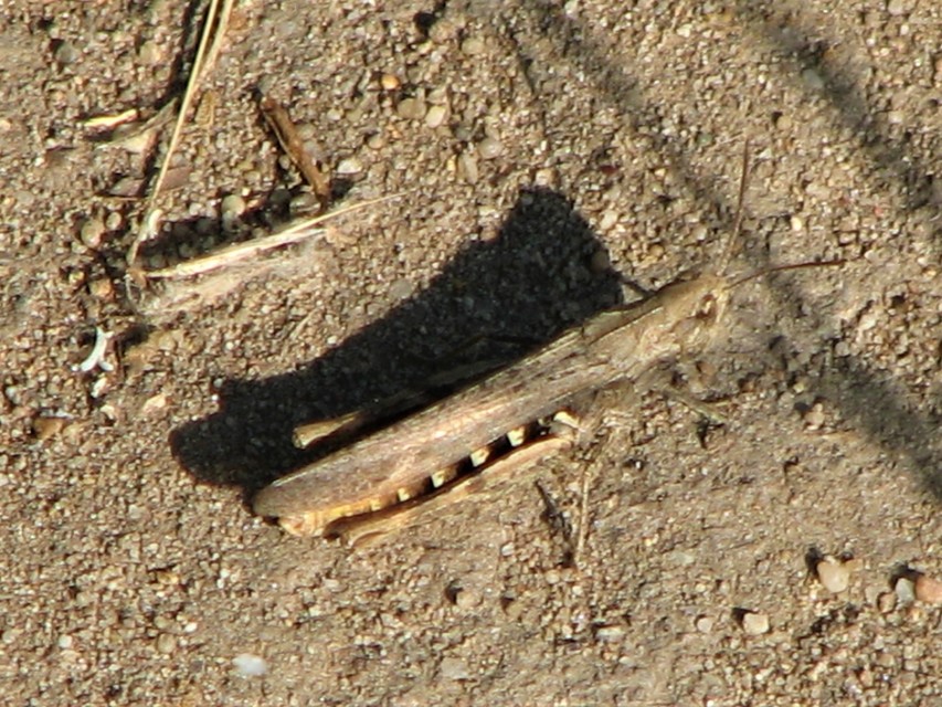 Chorthippus brunneus - közönséges tarlósáska