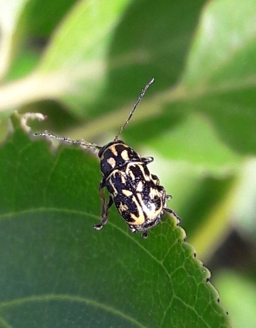 Pachybrachis tesselatus - ragyáshátú tömzsibogár