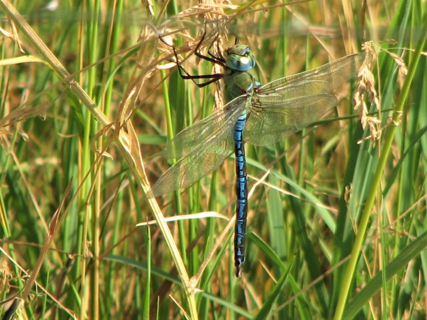 Anax imperator - zöld óriásacsa