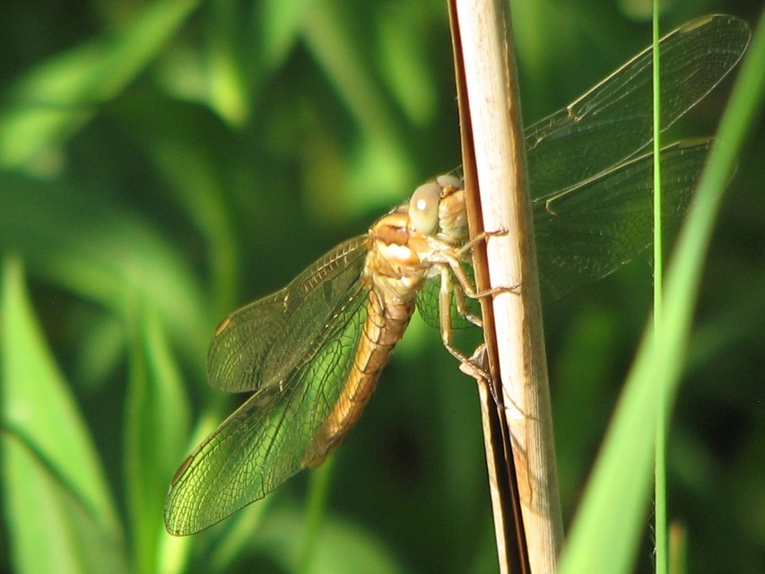 Orthetrum brunneum - pataki pásztorszitakötő