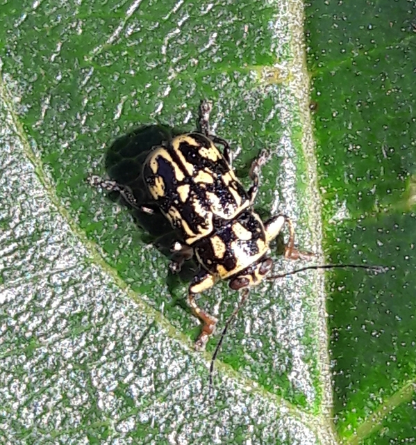 Pachybrachis tesselatus - ragyáshátú tömzsibogár