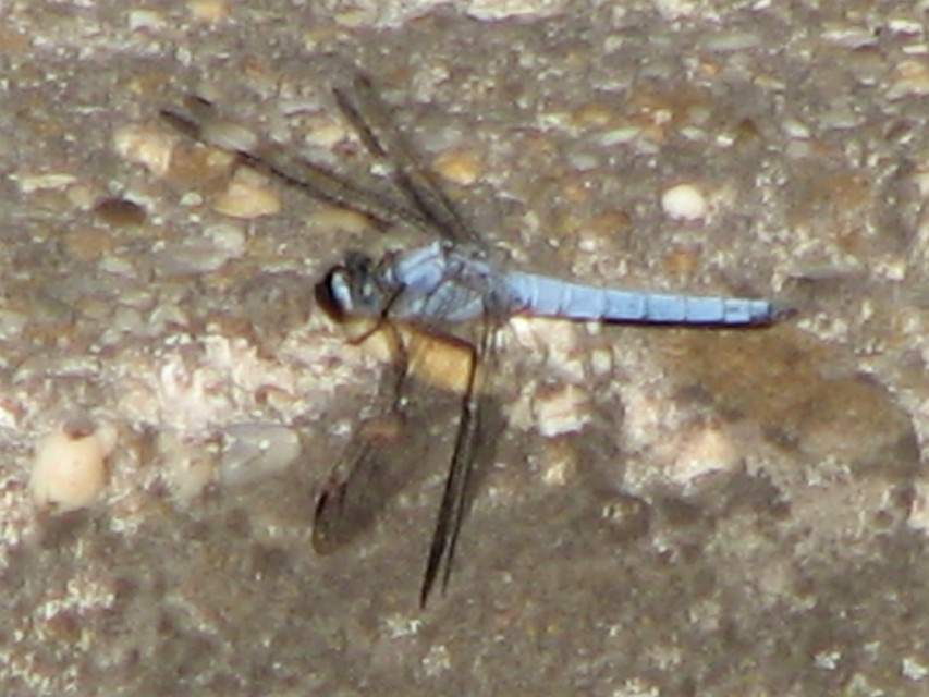 Orthetrum brunneum - pataki pásztorszitakötő