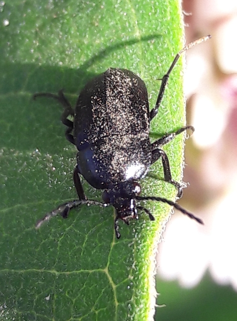 Podonta nigrita - szerecsenbogár