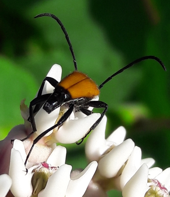 Stictoleptura fulva - vörhenyes virágcincér