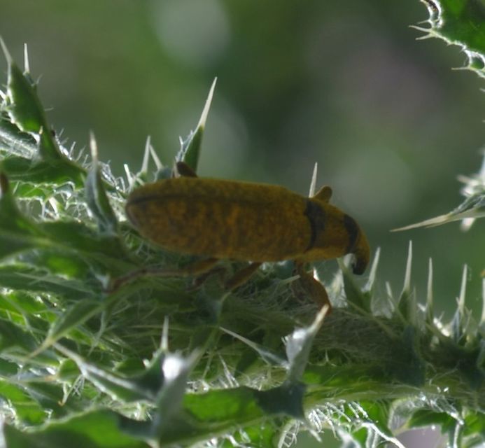 Lixus cardui/filiformis