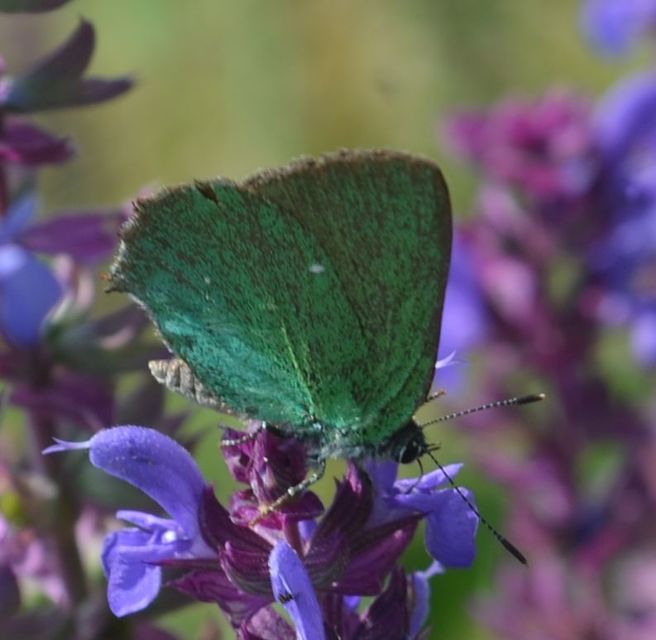 Callophrys rubi - zöldfonákú lepke