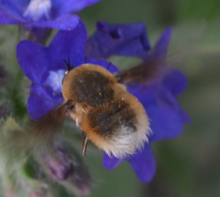 Bombylius posticus