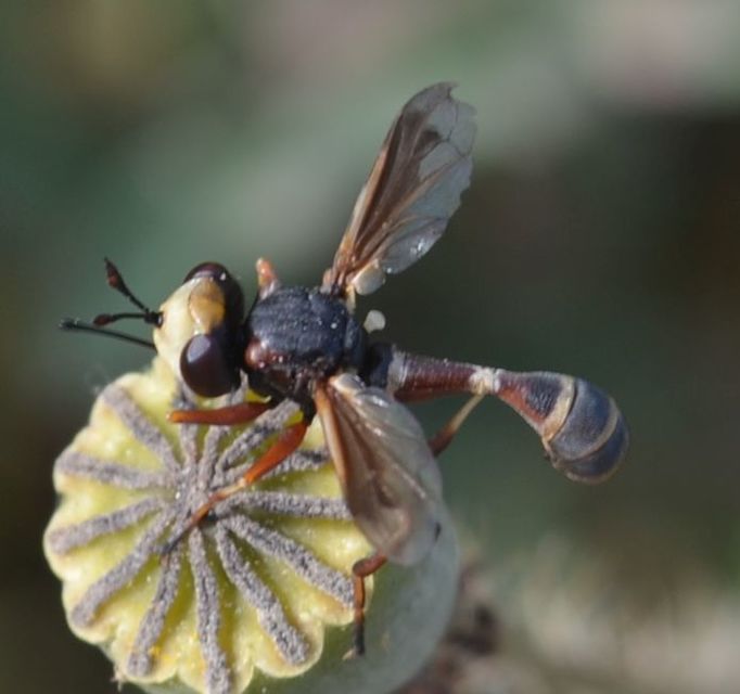 Physocephala